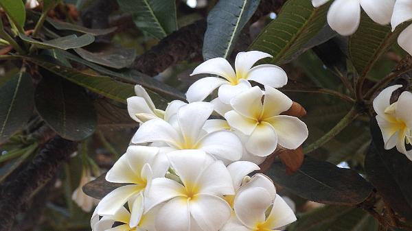 Kannur (241)